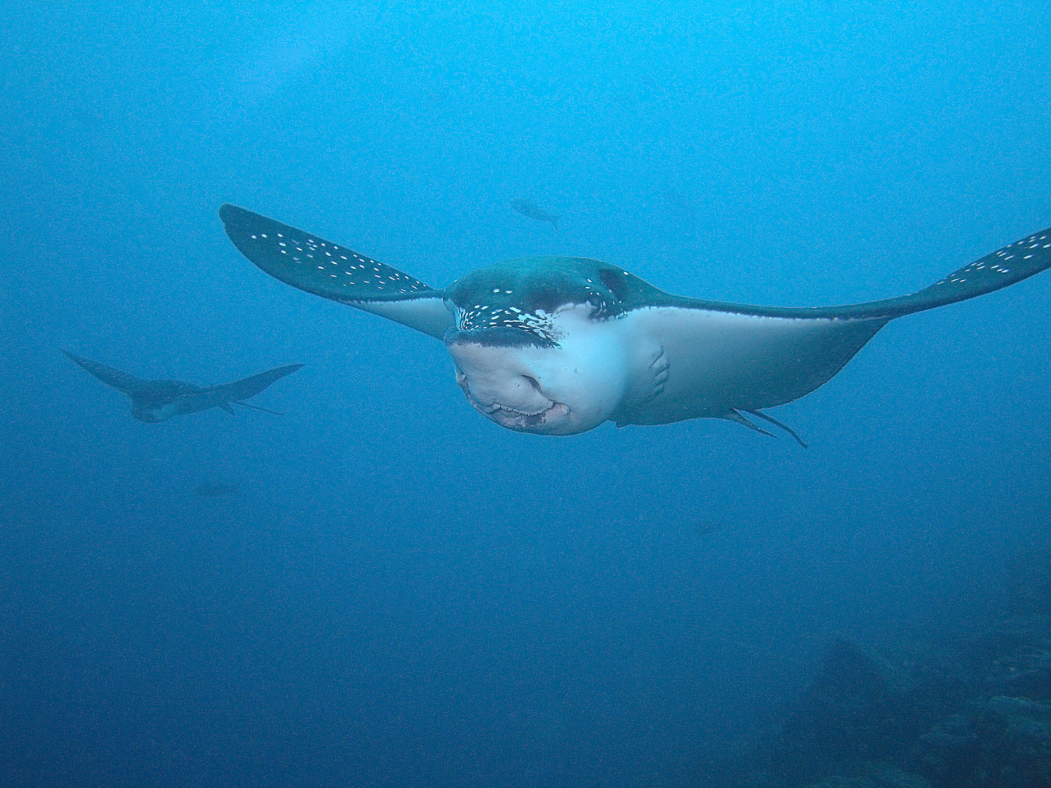 Eagle ray