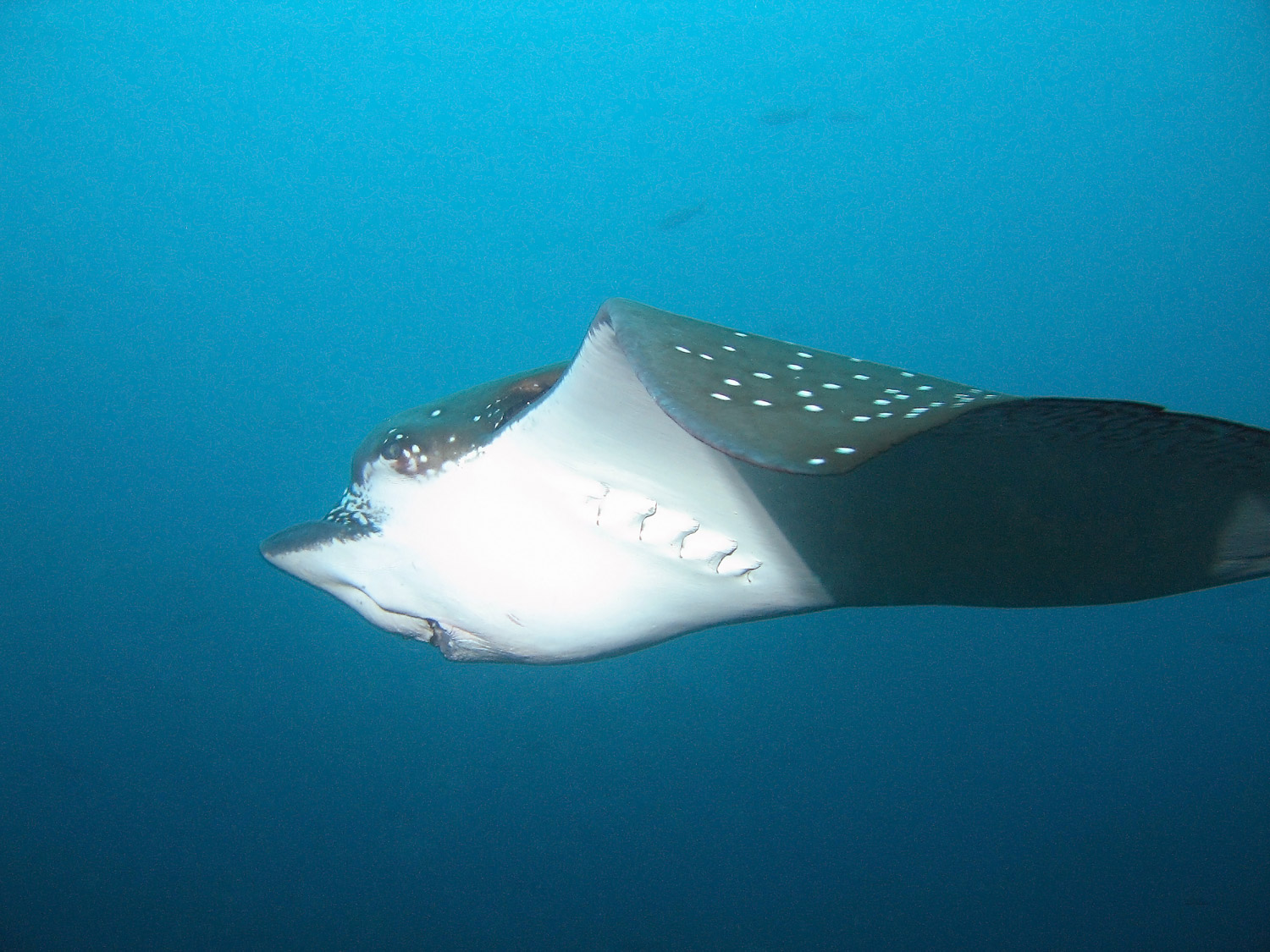 Eagle Ray