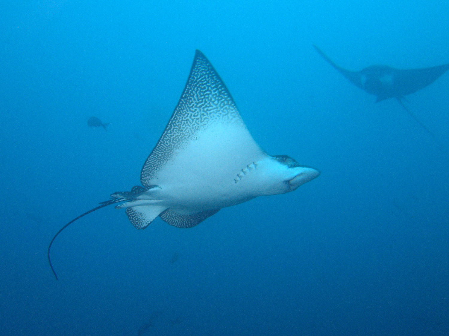 Eagle Ray