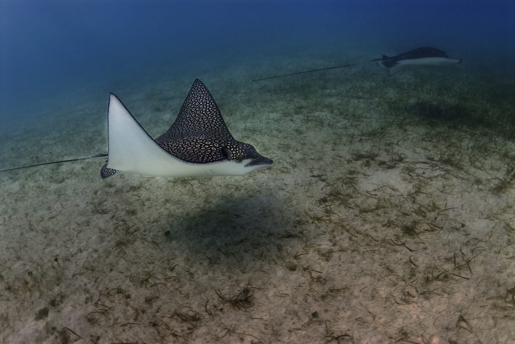 Eagle Ray