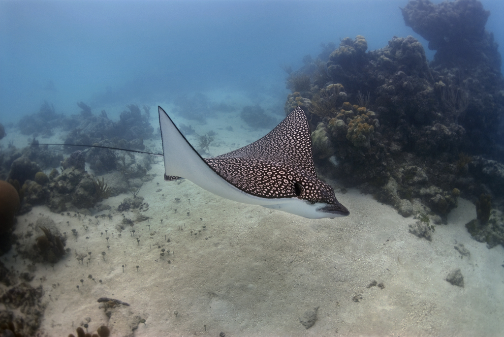 Eagle Ray