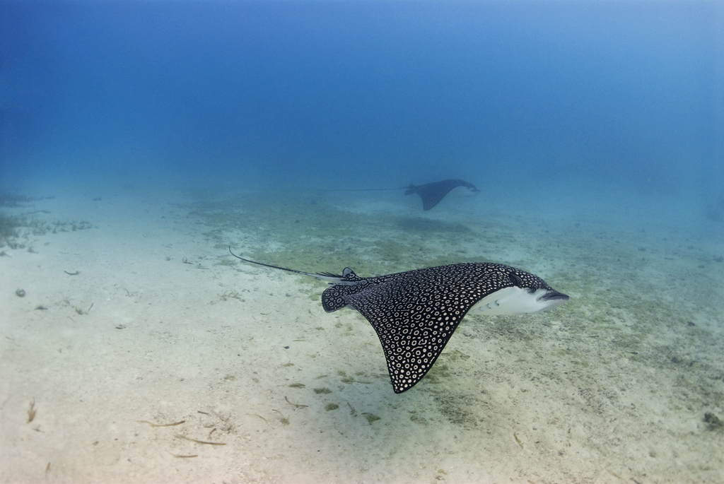 Eagle Ray