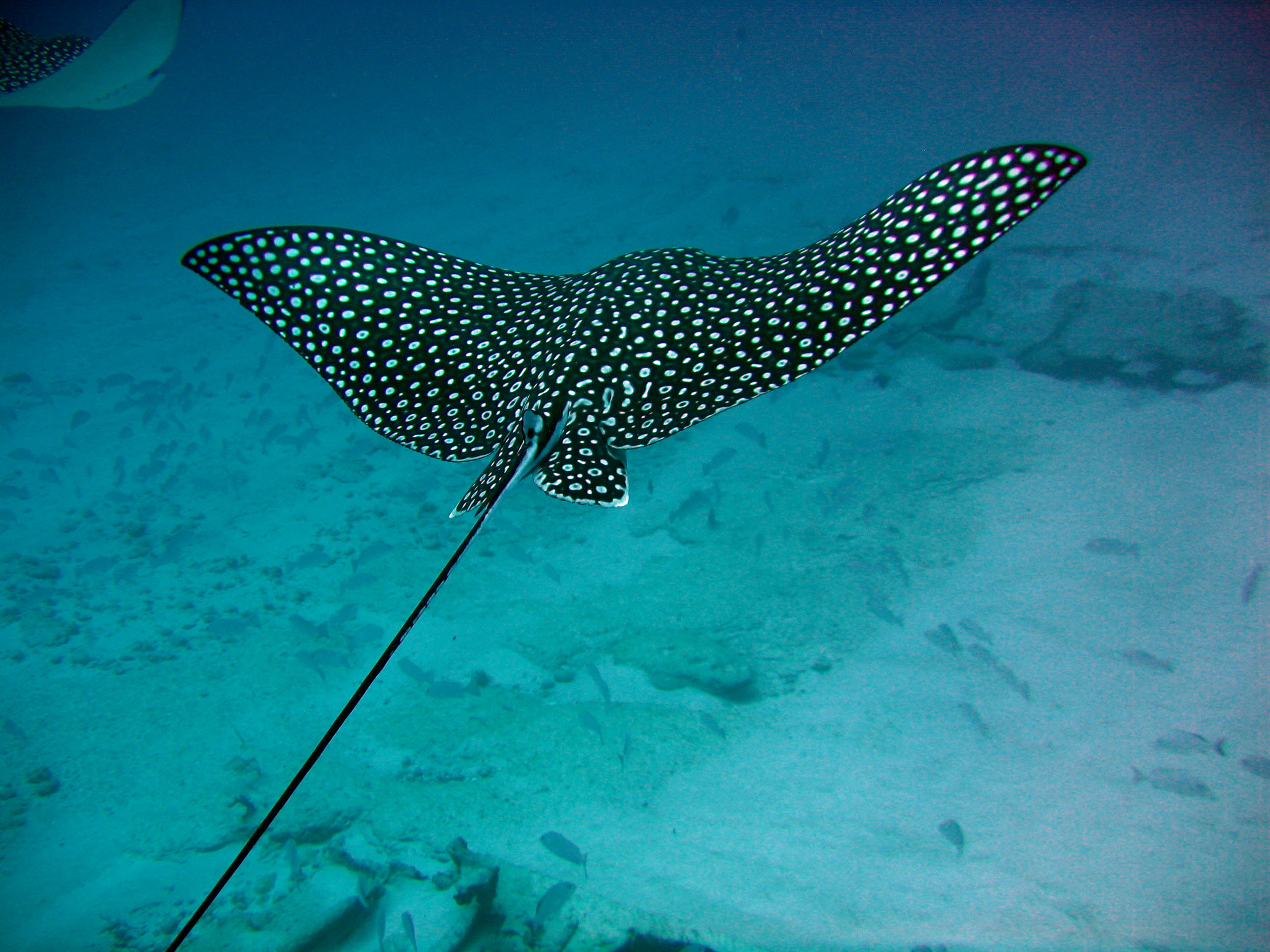 Eagle Rays at C 55