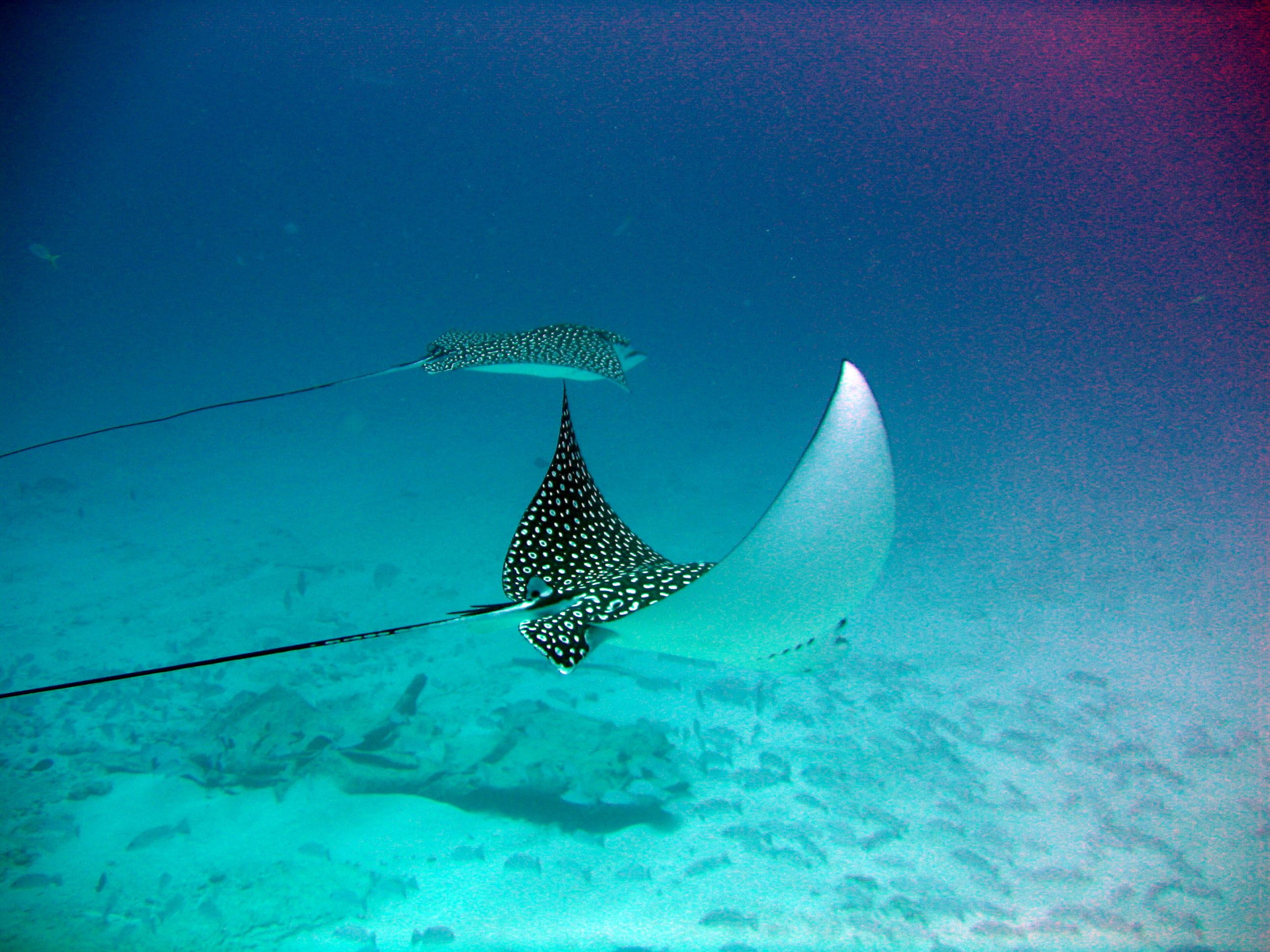 Eagle Rays at C 55