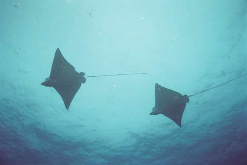 Eagle Rays/Cancun