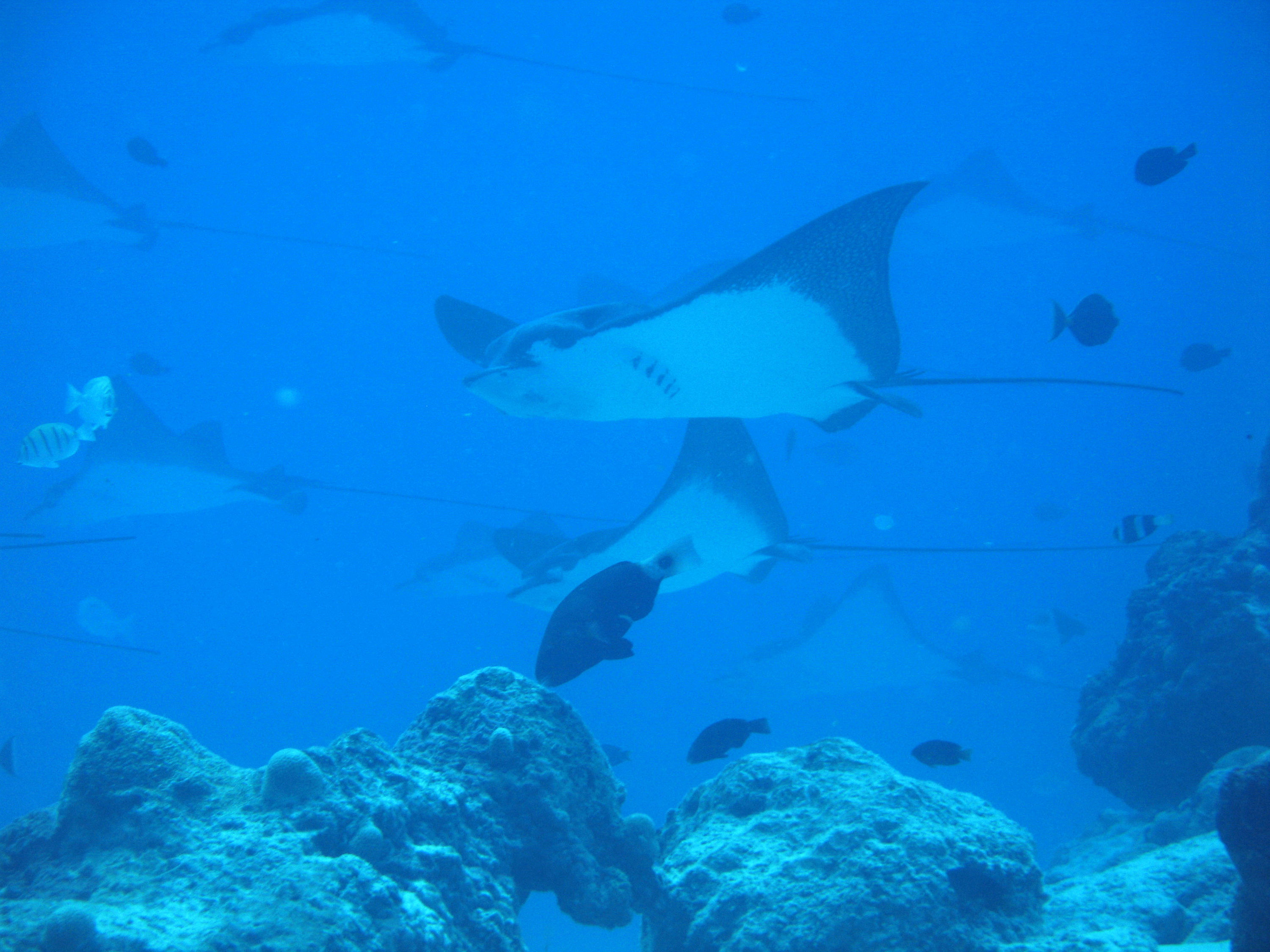 Eagle Rays & Friends