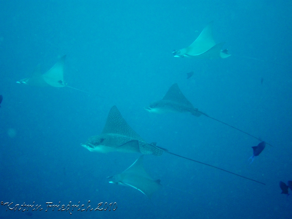 Eagle rays & Mobula