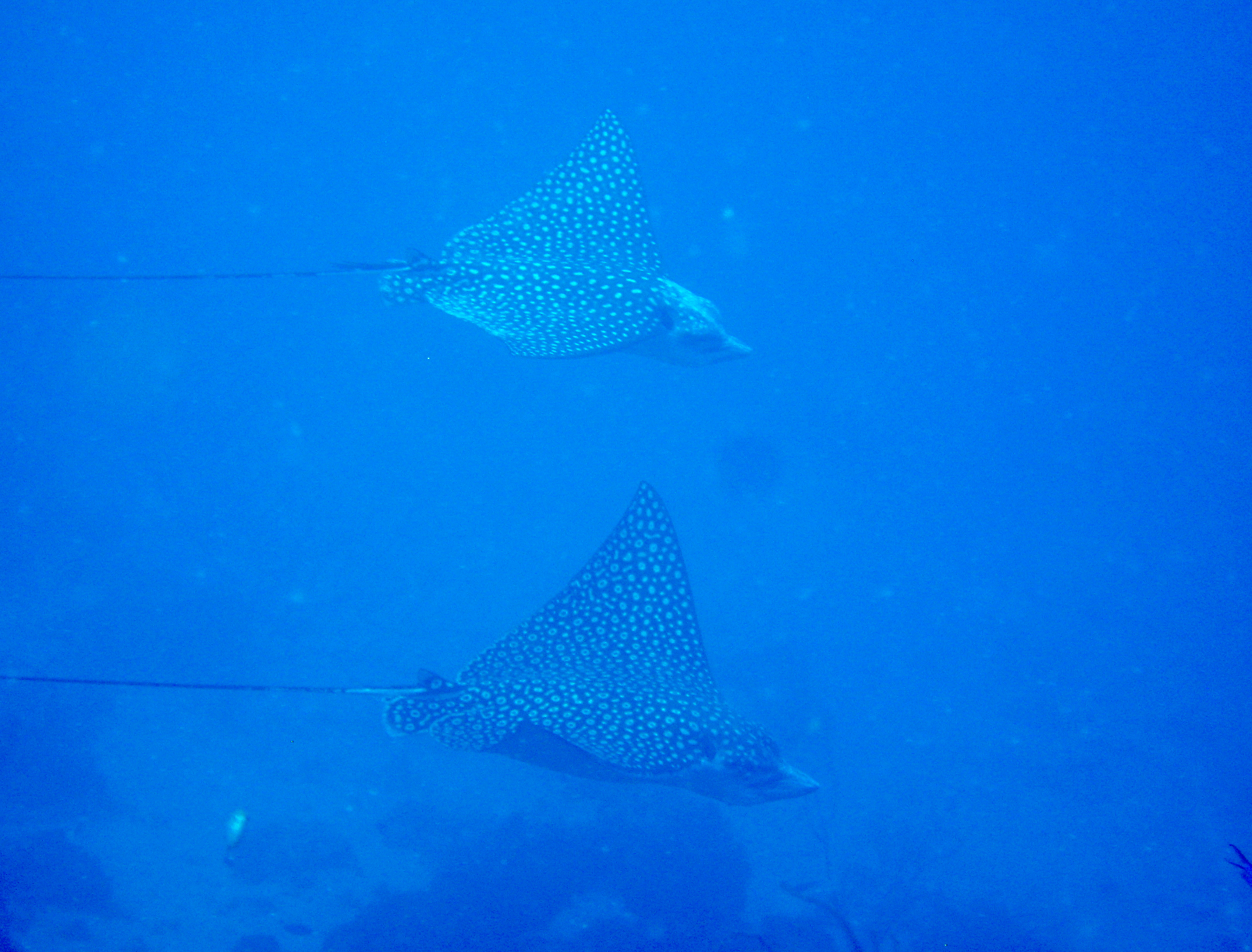 Eagle Rays on the Wild Side