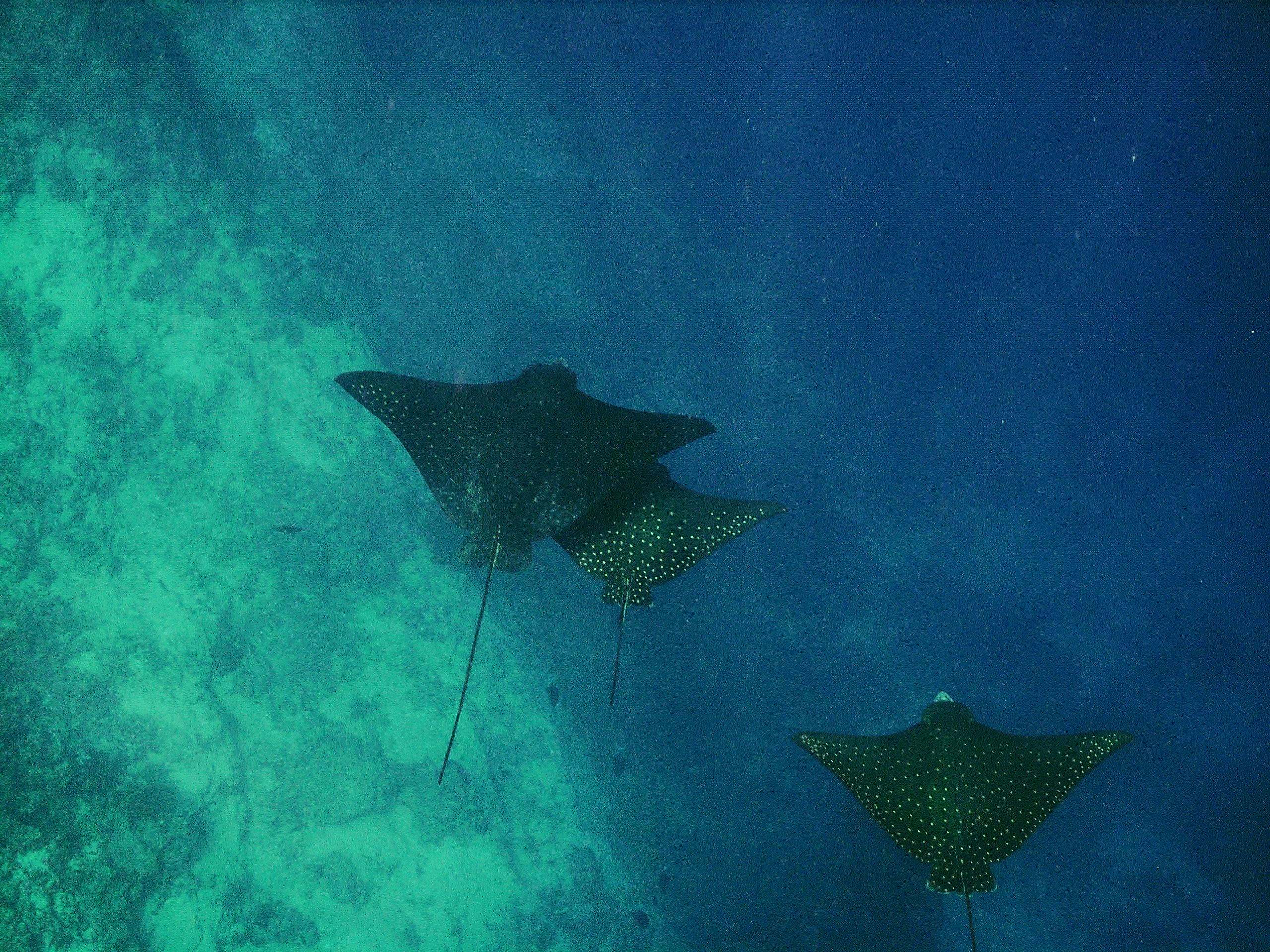 Eagle Rays