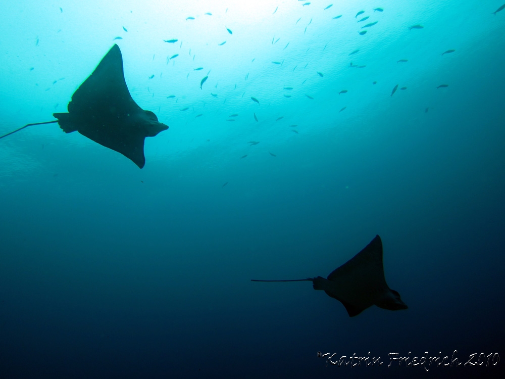 eagle rays