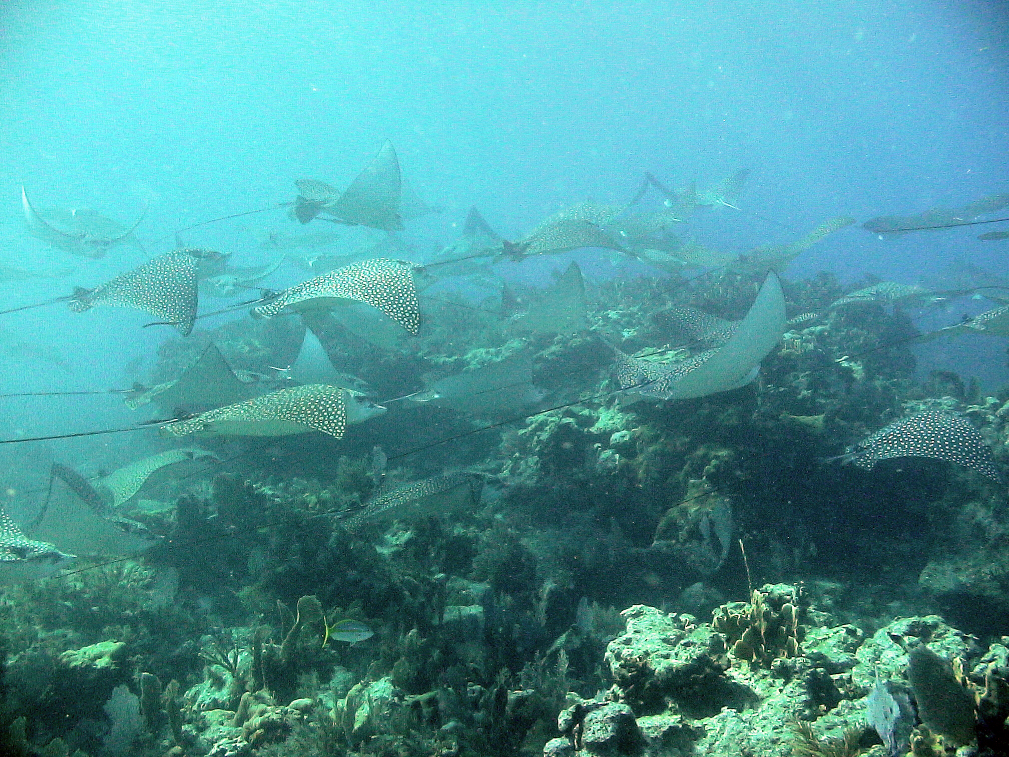 Eagle Rays