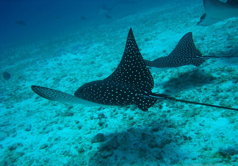 Eagle Rays