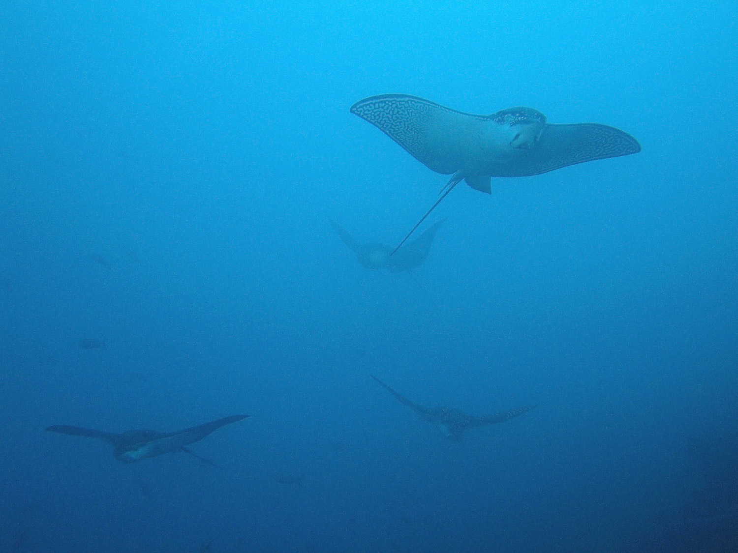 Eagle Rays