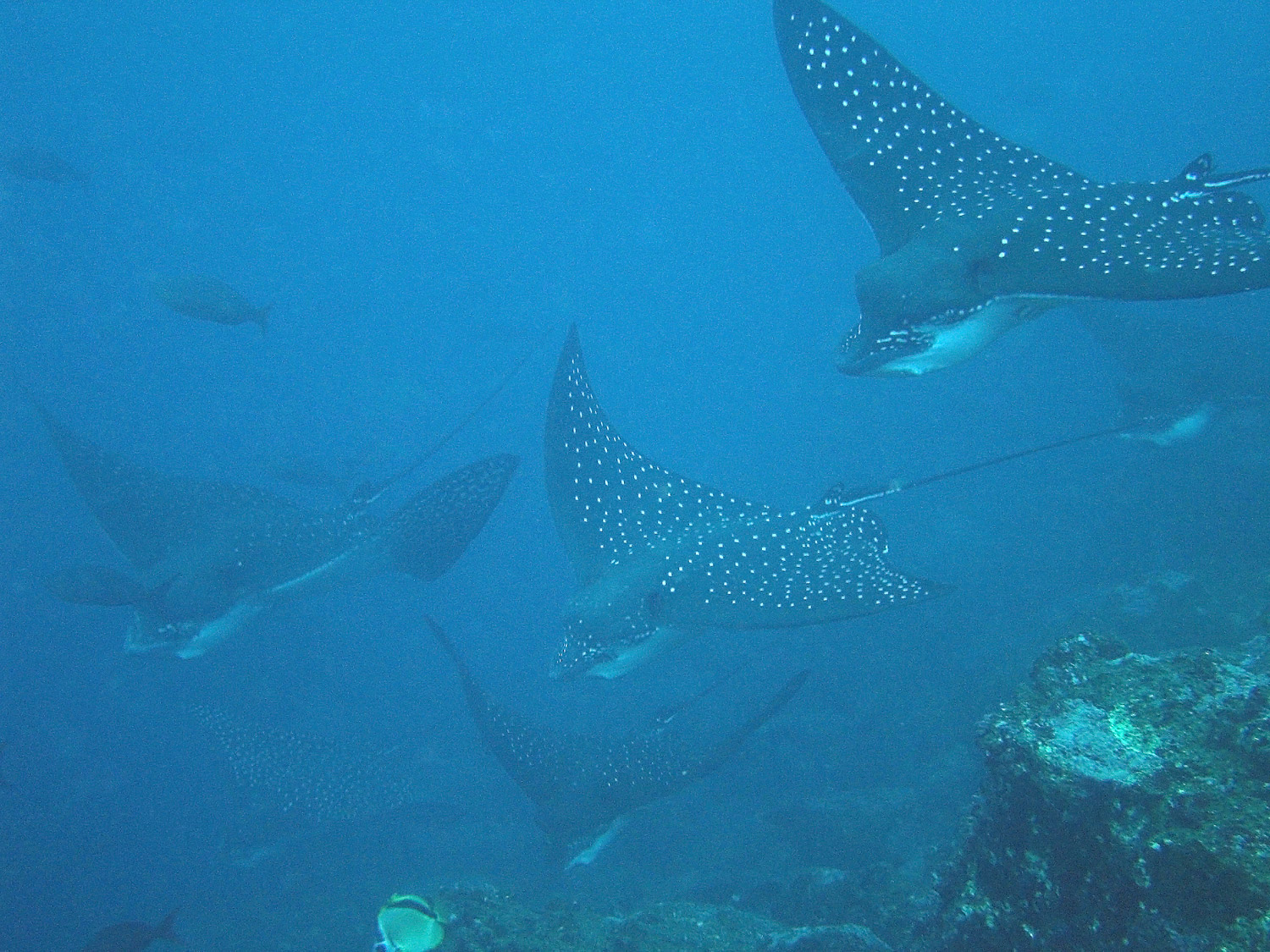 Eagle Rays