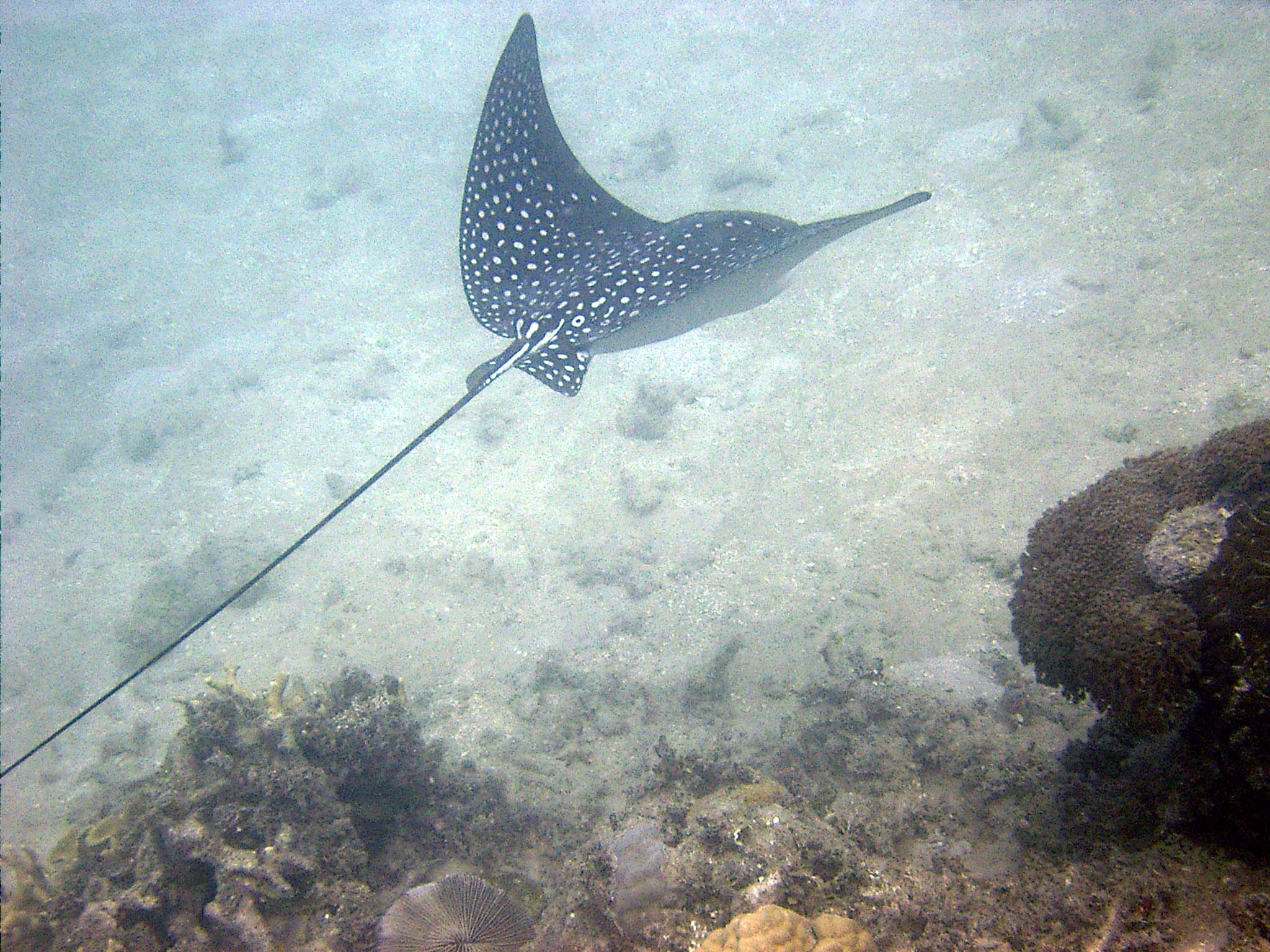 Eagle_ray1