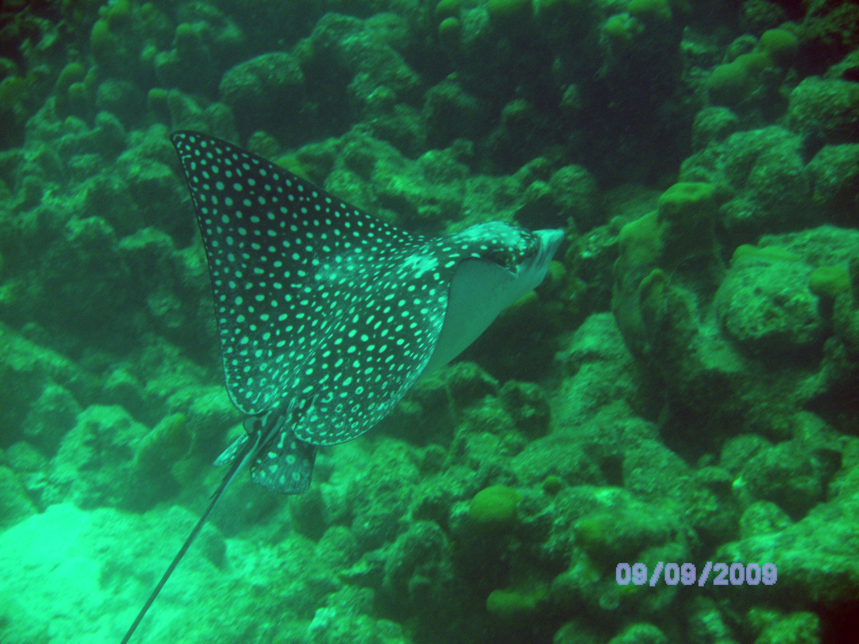 Eagle_Ray_11