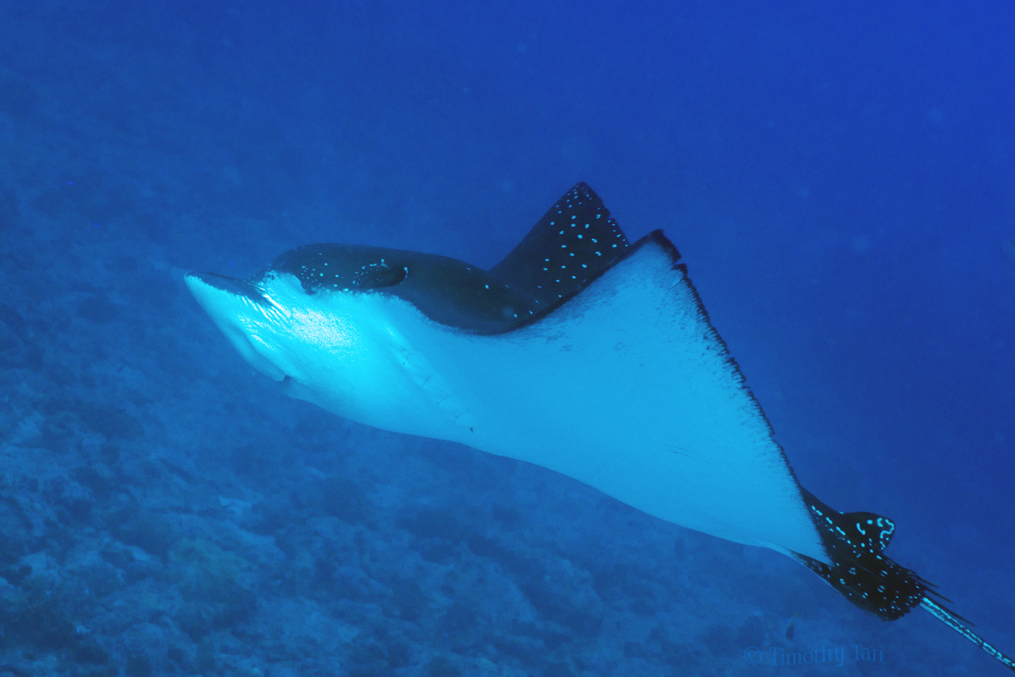 eagle_ray_2