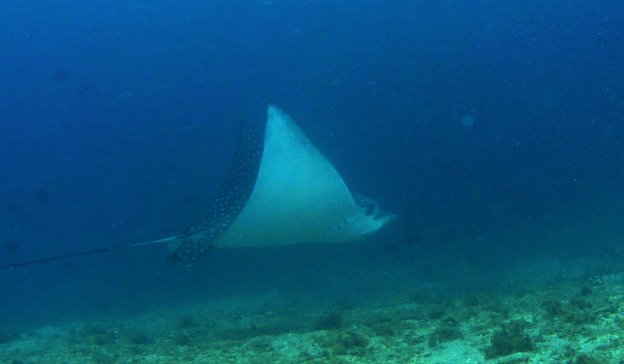 eagle_ray_2012