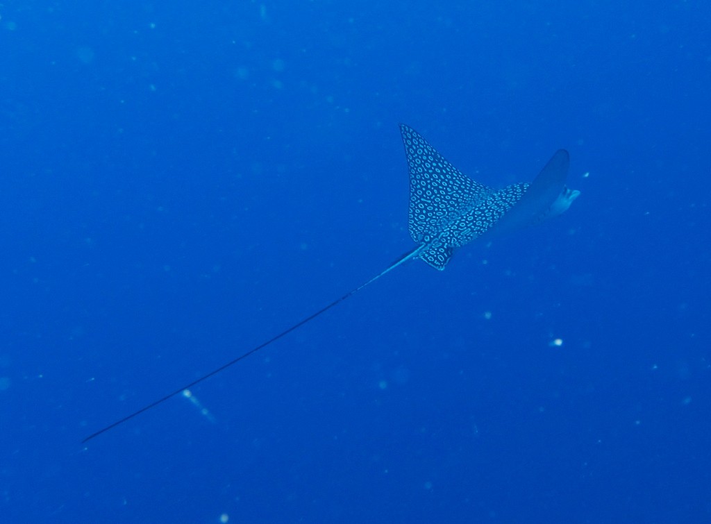 Eagle_ray_crop