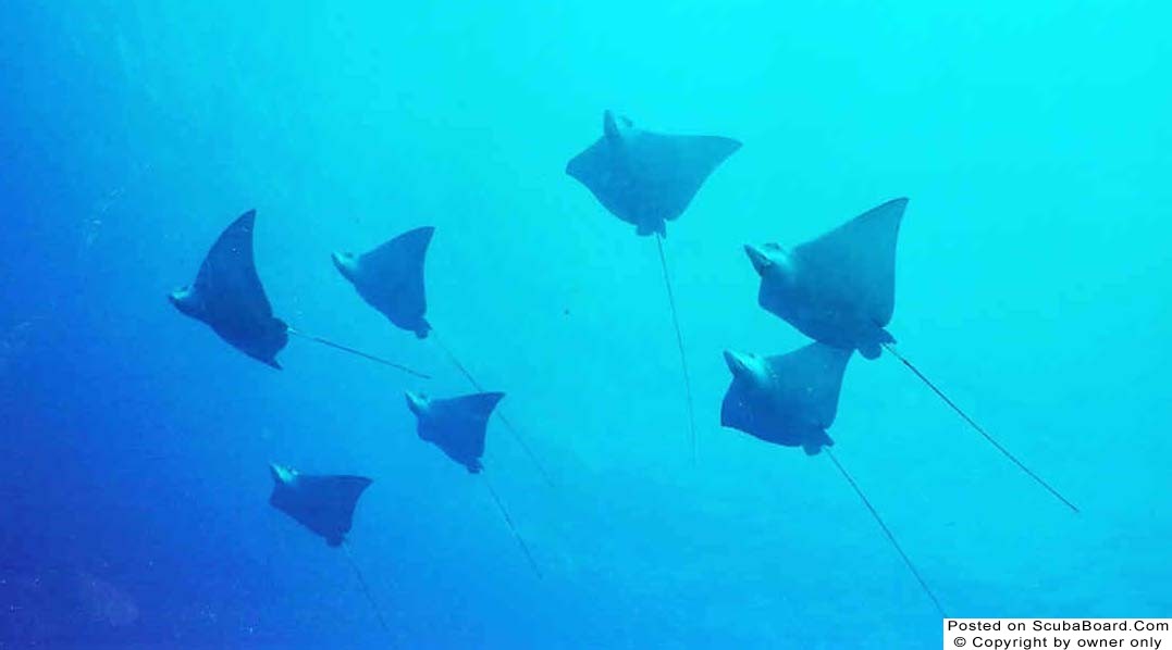 Eagle_rays_in_the_north