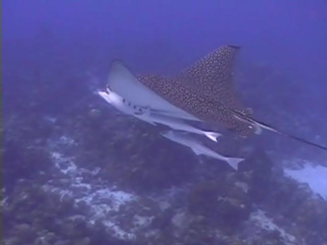 Eagleray - Cozumel