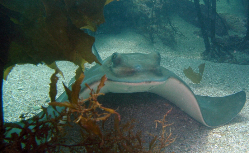Eagleray