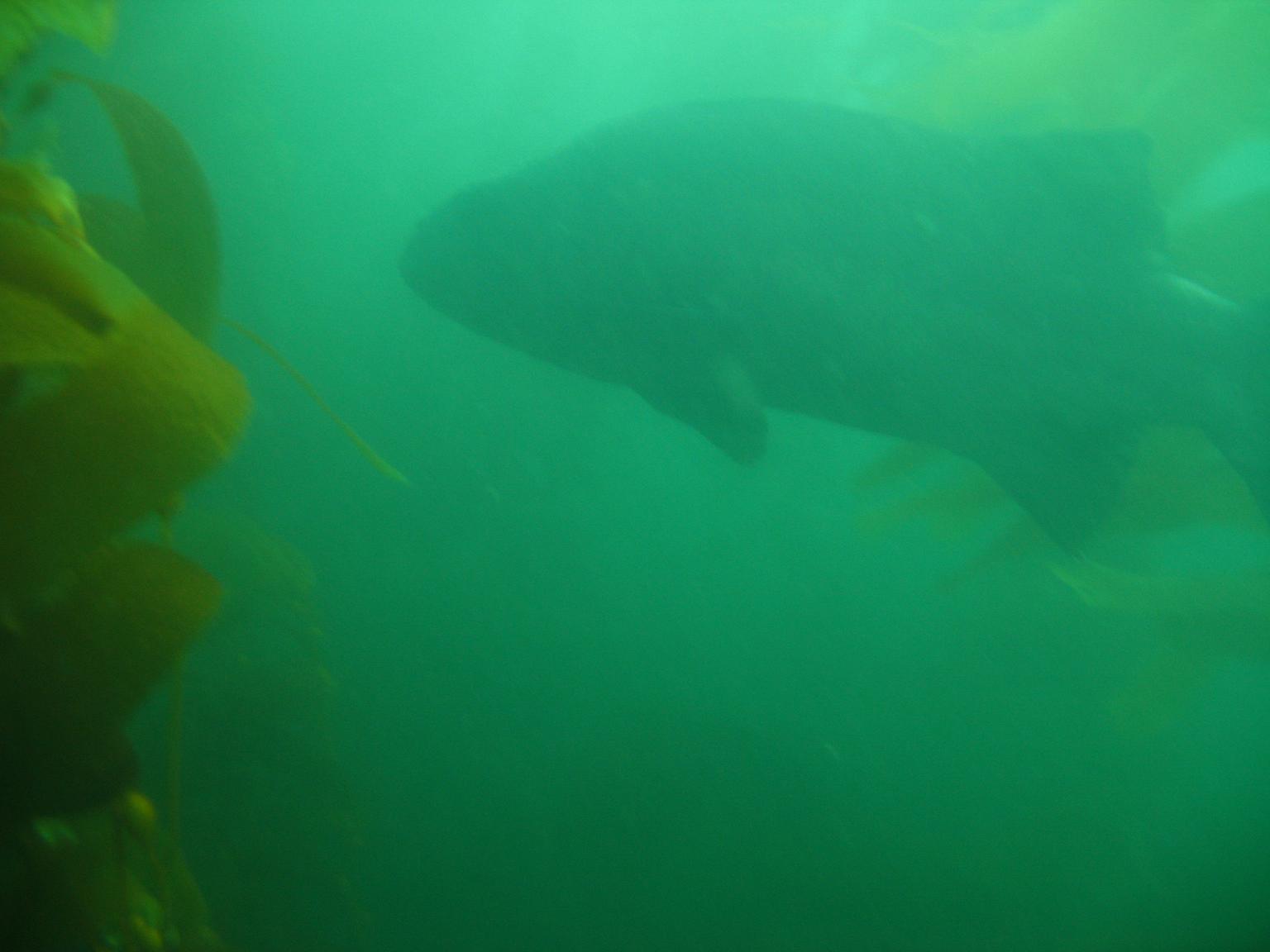 Early Morning dive at La Jolla Cove