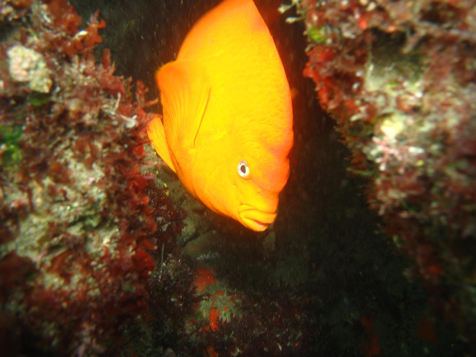 Early Morning dive at La Jolla Cove