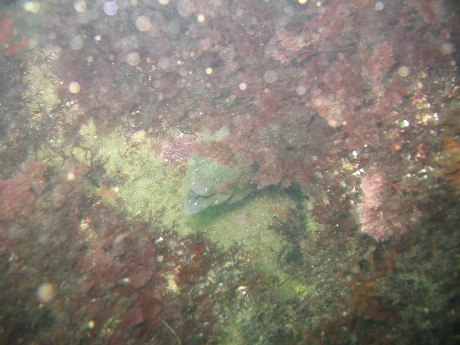 Early Morning dive at La Jolla Cove