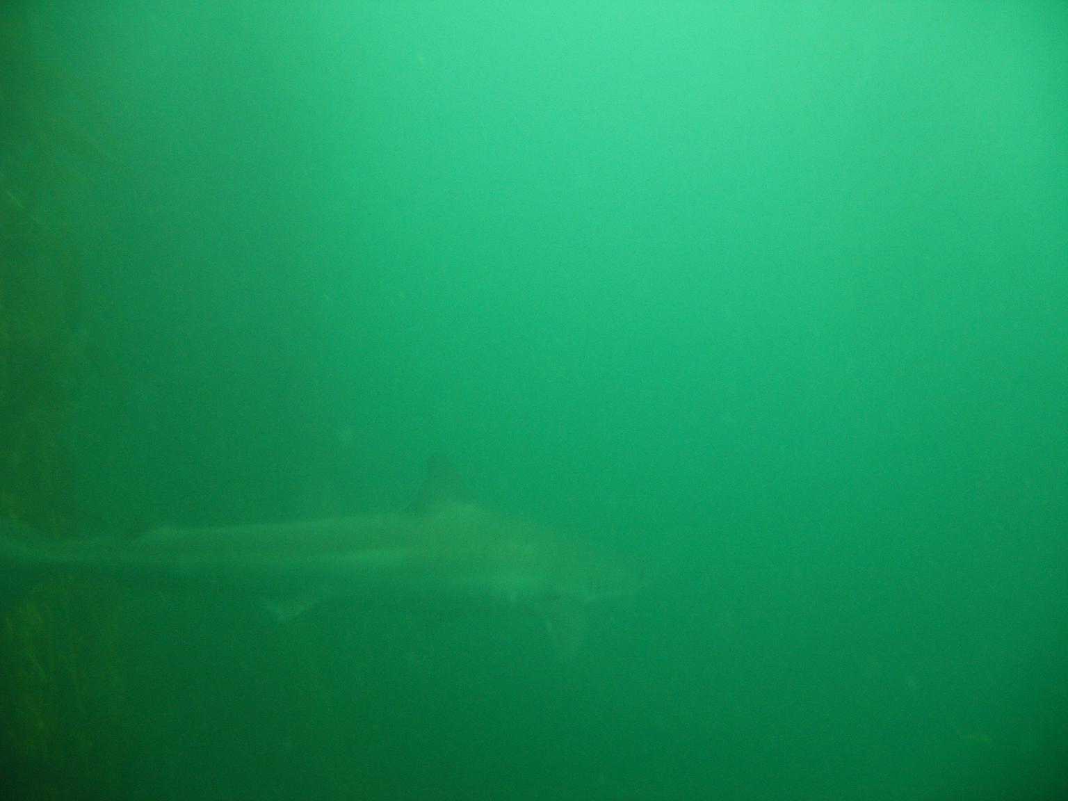 Early Morning dive at La Jolla Cove