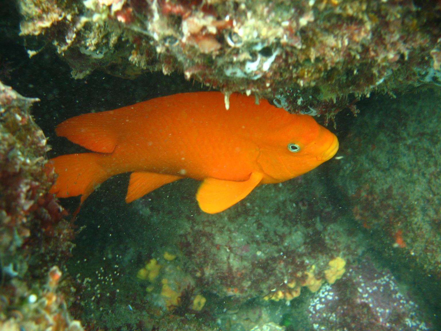 Early Morning dive at La Jolla Cove