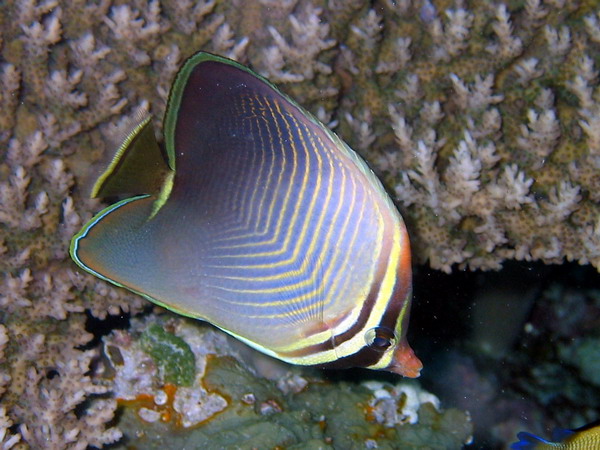 Eastern Triangular Butterflyfish