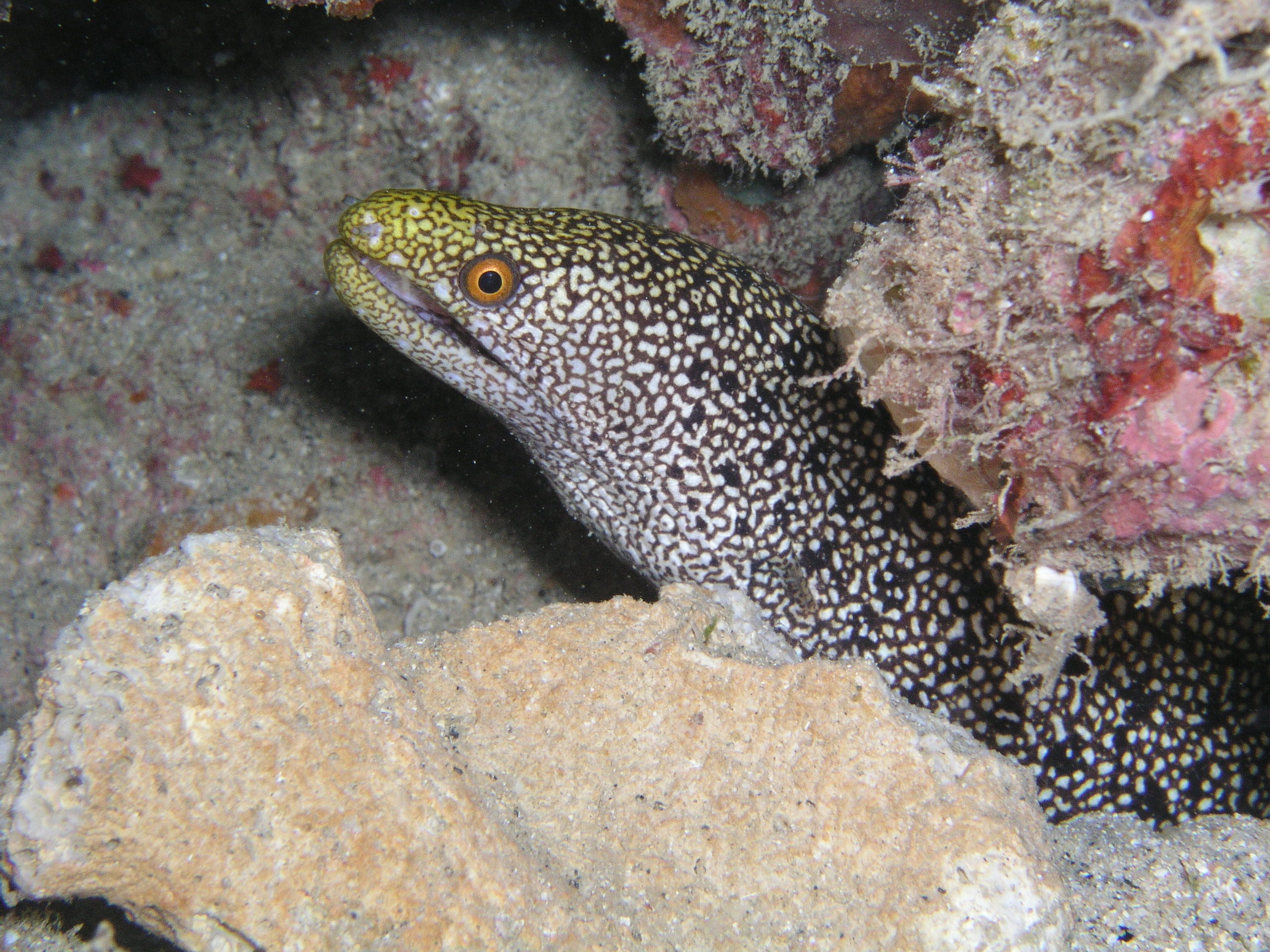 Eel 1