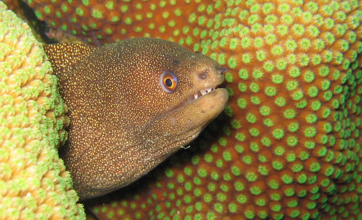 eel bonaire