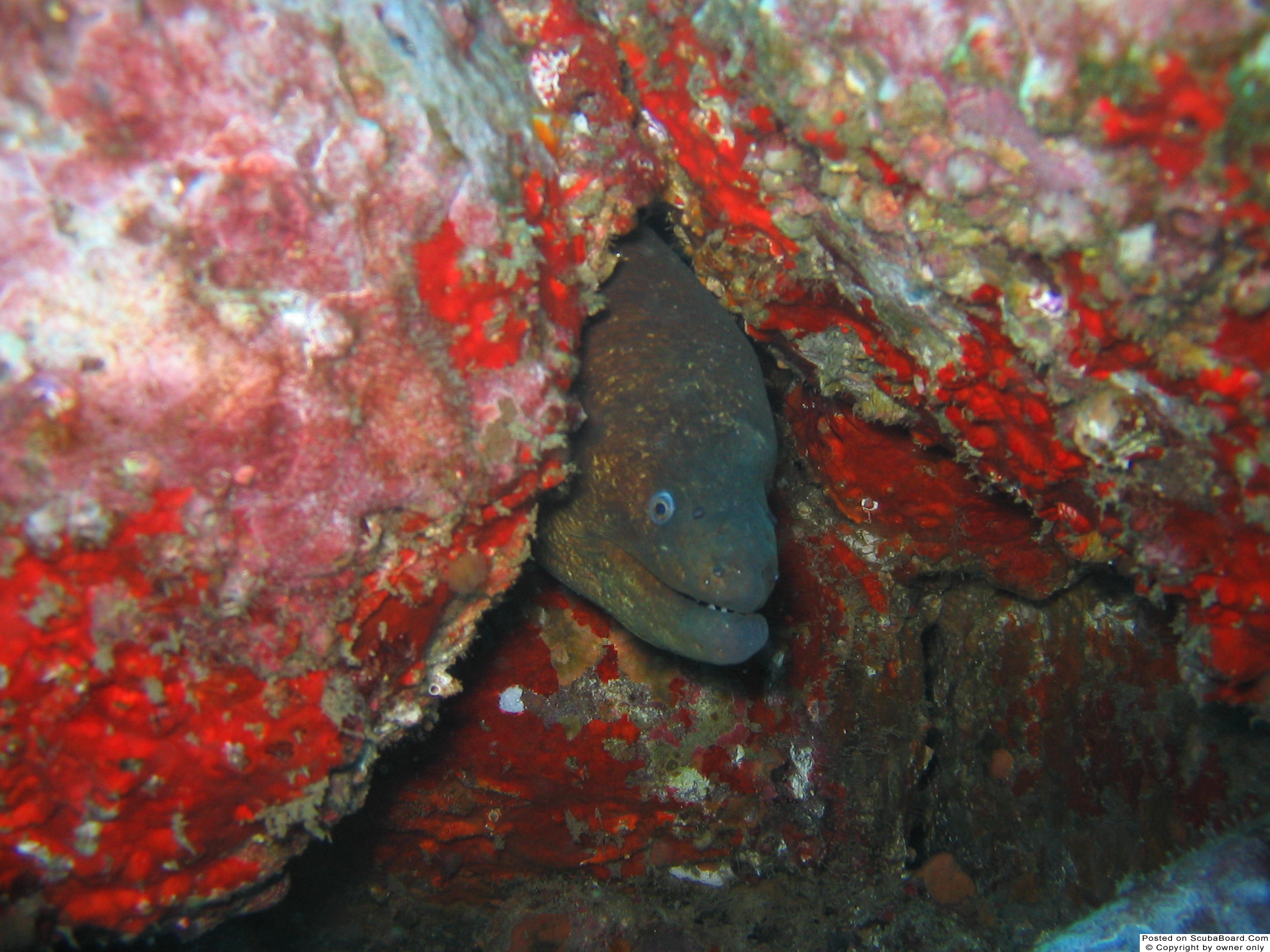 Eel Coronados Islands