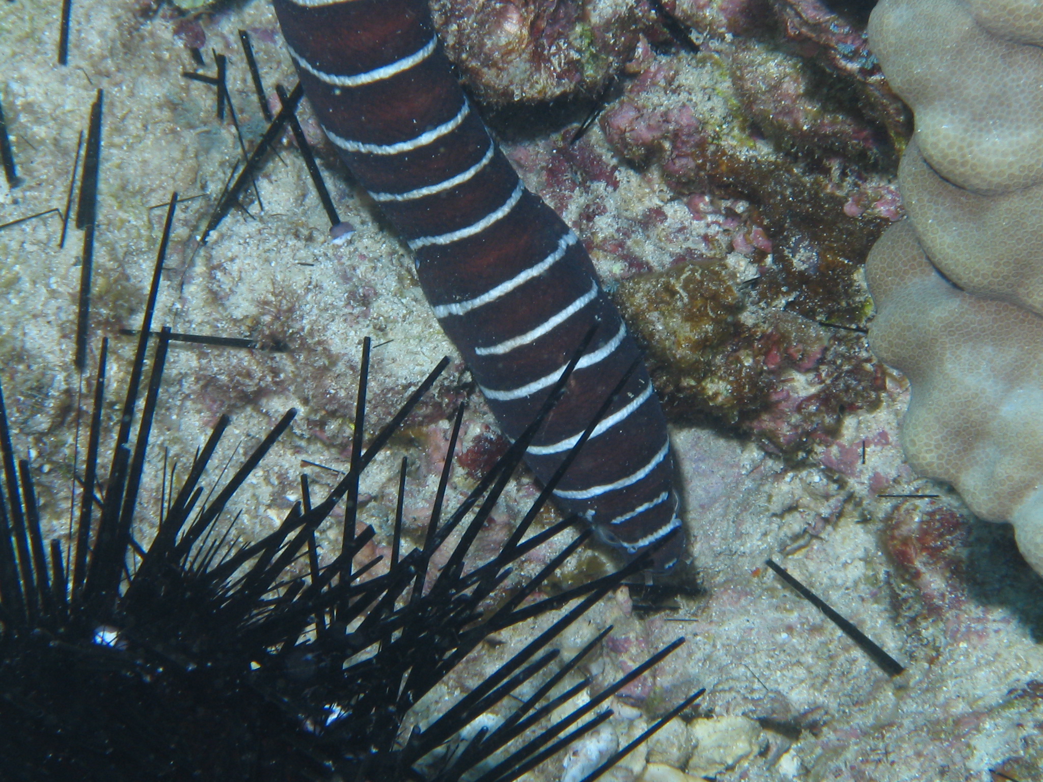 Eel Eating Sea Urchin