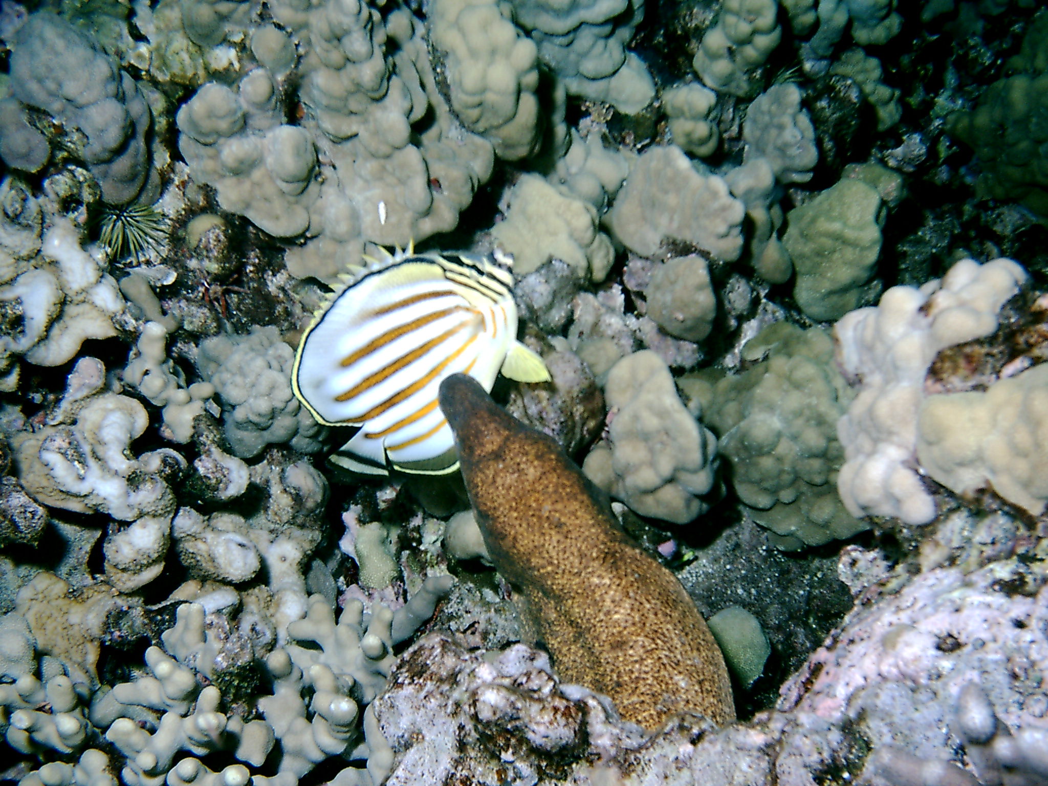 Eel having dinner