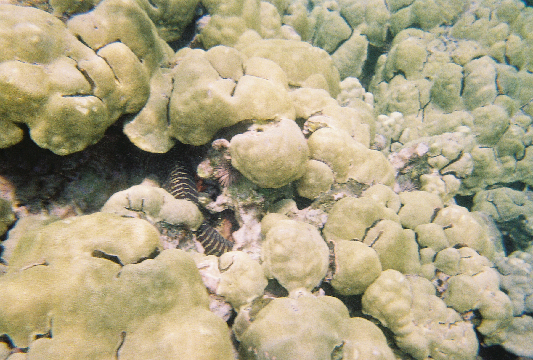 Eel hiding (July 2006 in the Place of Refuge in Kona, Hawaii)