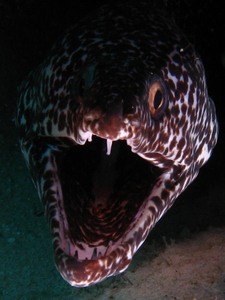 Eel in Bonaire