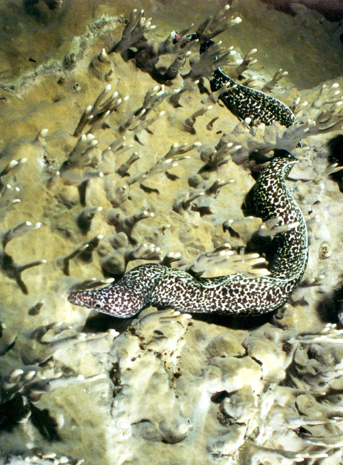 Eel In Fire Coral Night Dive
