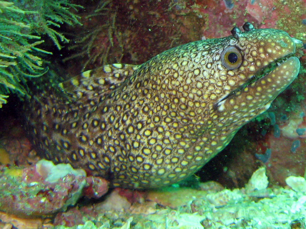 Eel in Huatulco, Mexico