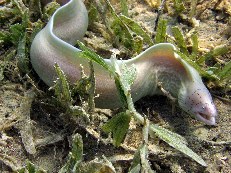 Eel in the Grass - Aqaba, Jordan