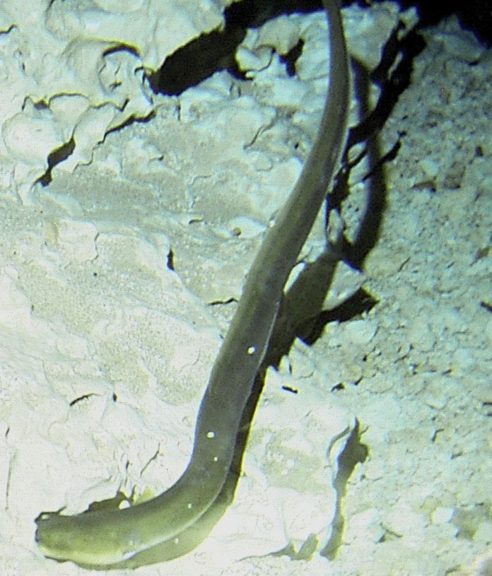 Eel in the Morrison cavern.