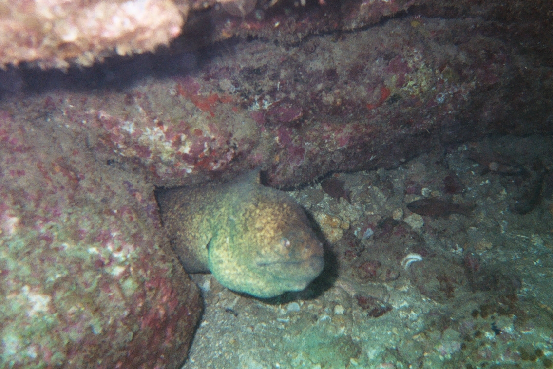 Eel in the rocks