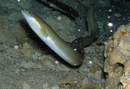 Eel inside Cavern at Morrison Spring