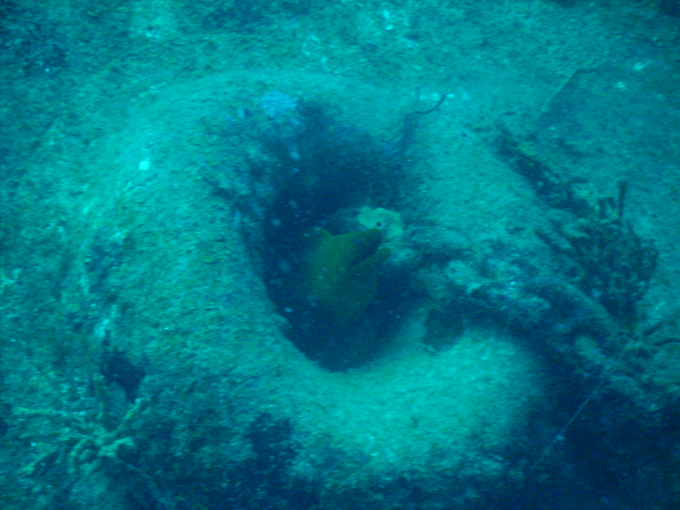 EEL ON USS BIBB