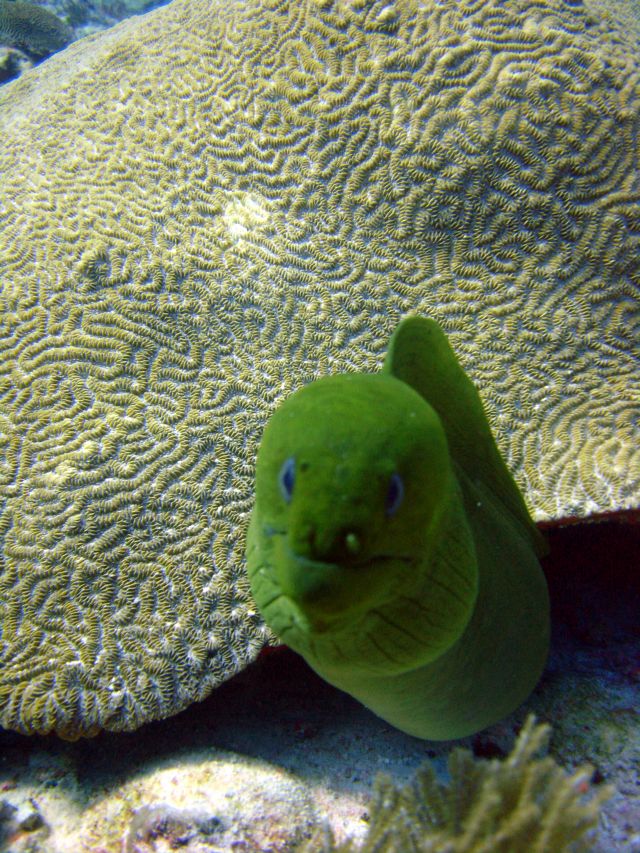 EEL/PDC Jan.06