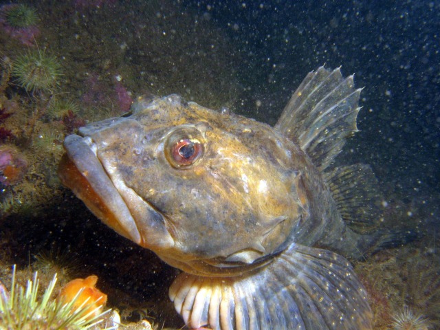Eel Pout