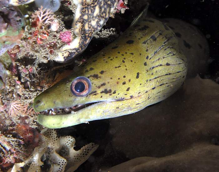 Eel smile