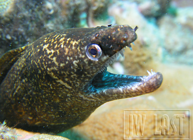 Eel Too Close